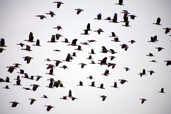 Group of birds flying in the sky