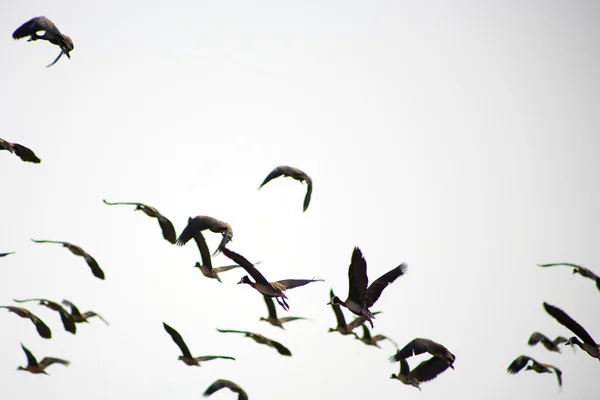 Группа птиц, летающих в небе — стоковое фото