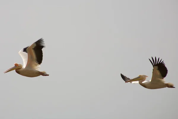 Pelicanos voando — Fotografia de Stock