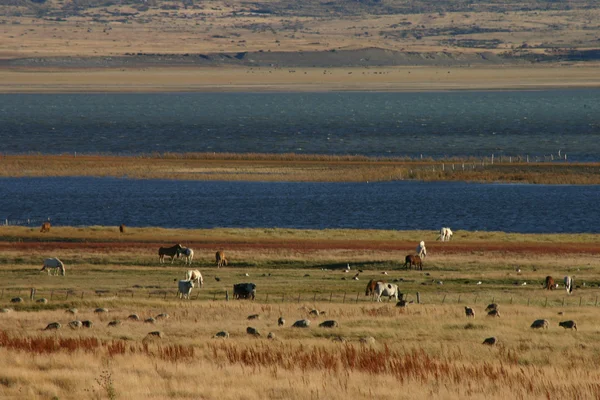 Paesaggio in patagonia — Foto Stock