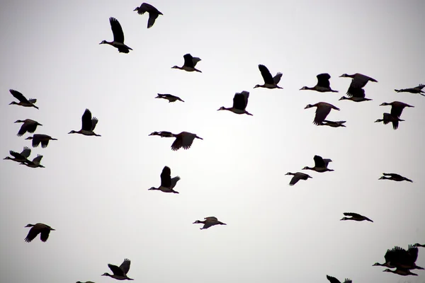 Gökyüzünde uçan bir grup kuş. — Stok fotoğraf