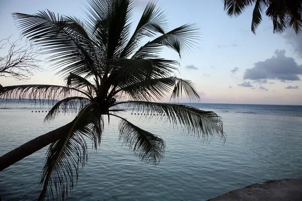 Kokosowe drzewo i zachód słońca w Malediwy — Zdjęcie stockowe