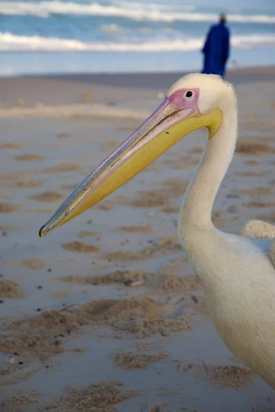 Pelicano na praia ou Saint Louis — Fotografia de Stock