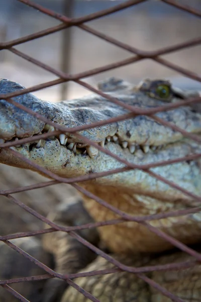 Крокодил в клетке — стоковое фото