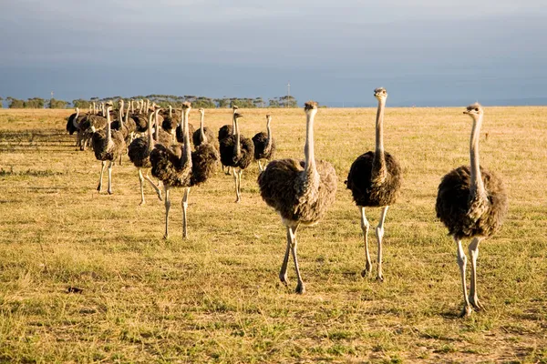 Struisvogels in Zuid-Afrika Stockfoto