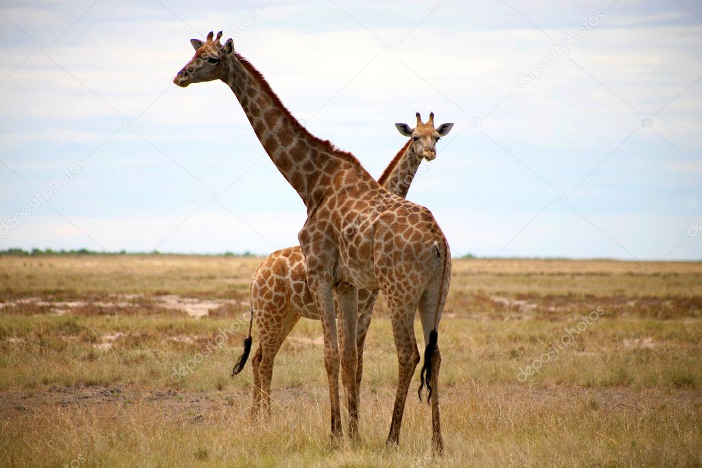 Giraffes in Etosha
