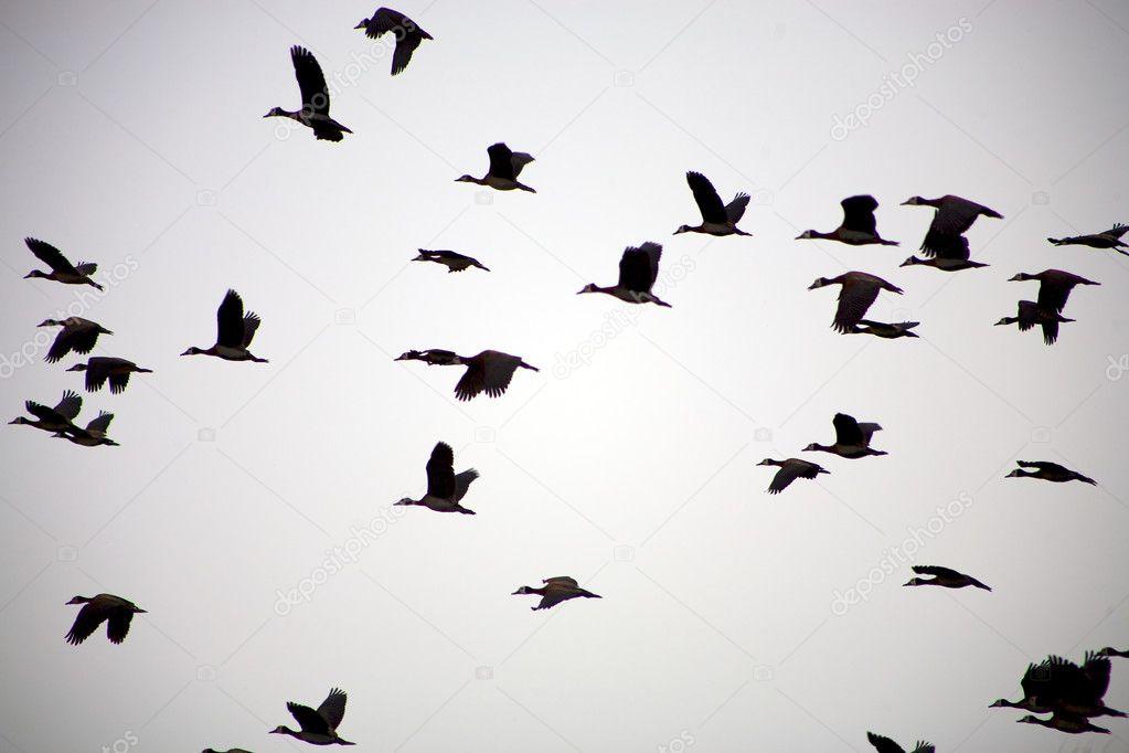 Group of birds flying in the sky — Stock Photo © piccaya 5119721
