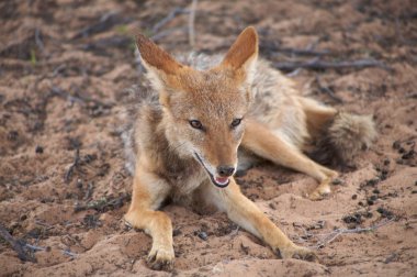 Black Backed Jackal clipart