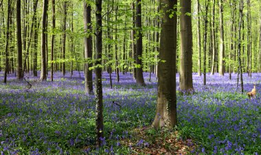 Bluebell ormanı