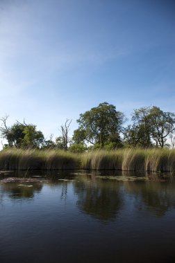 Okavango delta clipart