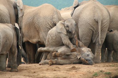 Filler addo Park