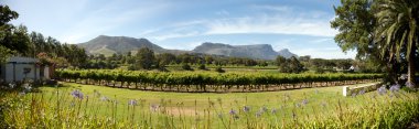 Wine estate in Cape Town clipart