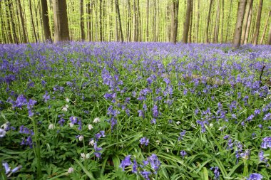 Bluebell ormanı