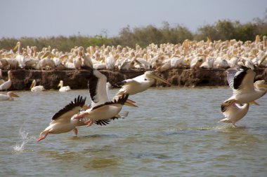 Pelicans in the Djoudj National park clipart