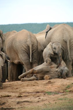 Filler addo Park