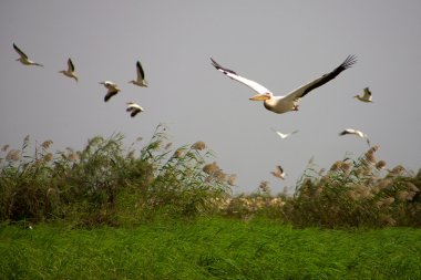 Pelikan djoudj Milli Parkı