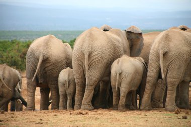 Filler addo Park