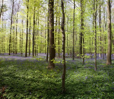 Bluebell ormanı