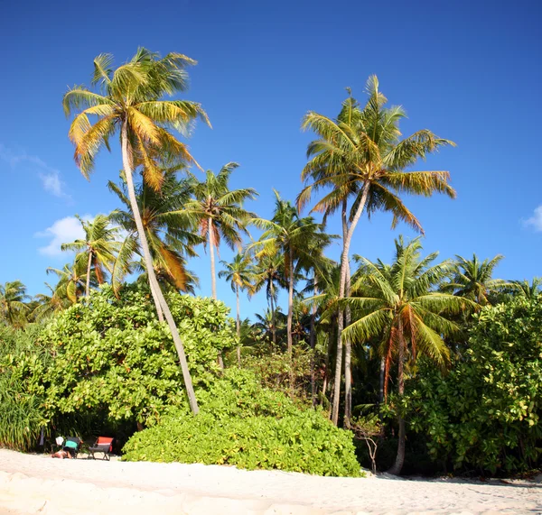 Kokosowe drzewo w raju — Zdjęcie stockowe