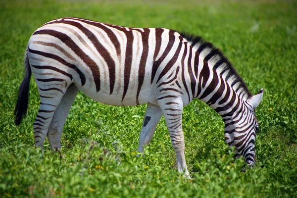 Zebra i etosha — Stockfoto