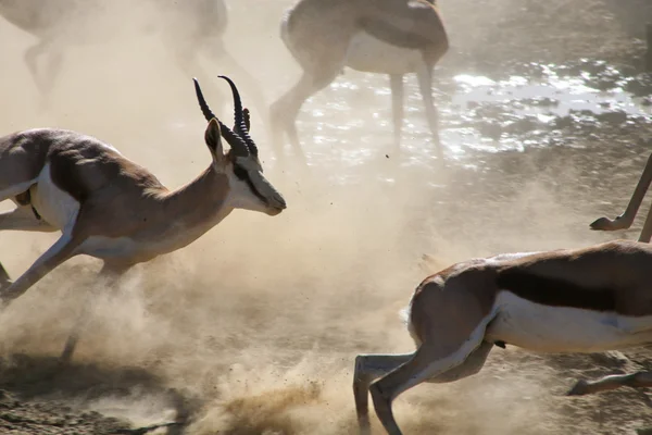 Springboks corriendo — Foto de Stock