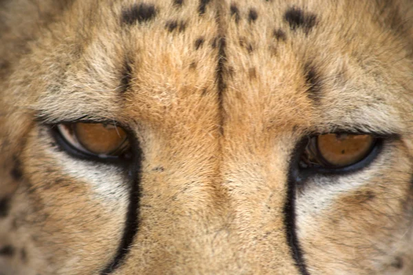 Гепард в Харнасе — стоковое фото