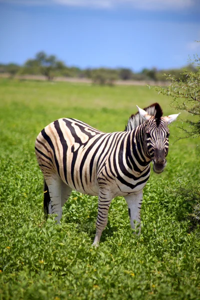 Zebra em Etosha — Fotografia de Stock