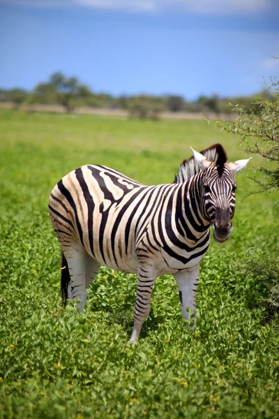 Cebra en Etosha —  Fotos de Stock