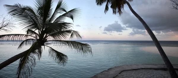 Kokosnussbaum und Sonnenuntergang auf den Malediven — Stockfoto