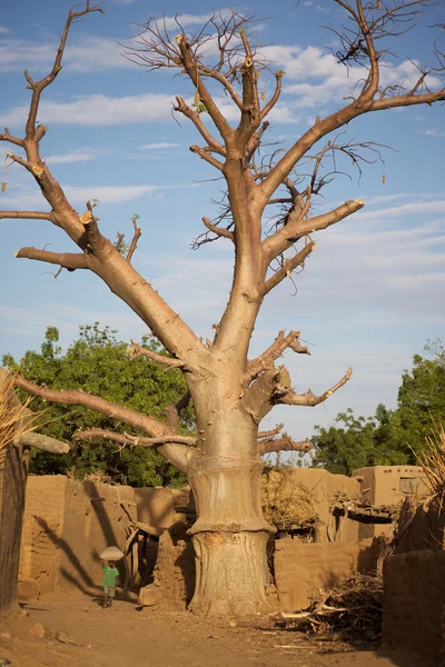 Baobab w kraju Dogonów — Zdjęcie stockowe