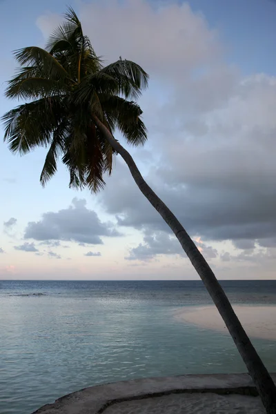 Hindistan cevizi ağacı ve günbatımı Maldivler — Stok fotoğraf