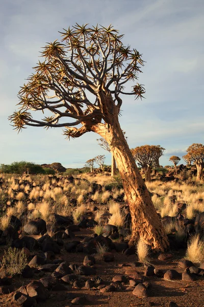 Quiver Tree Forest — Stock Photo, Image