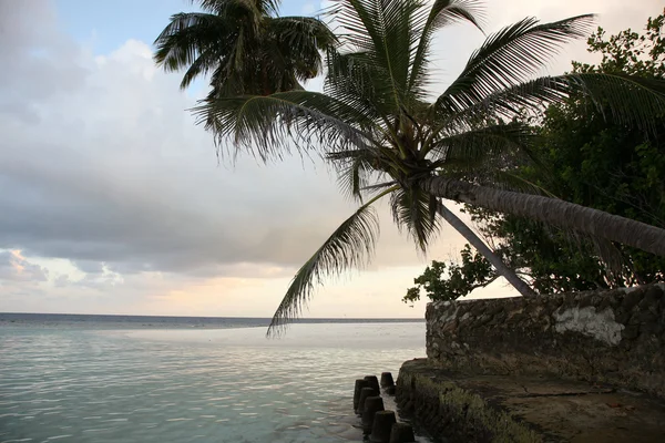 Kokosnoot boom en zonsondergang in de Maldiven — Stockfoto