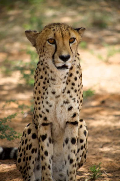 Cheetah laying on the floor — Stock Photo, Image
