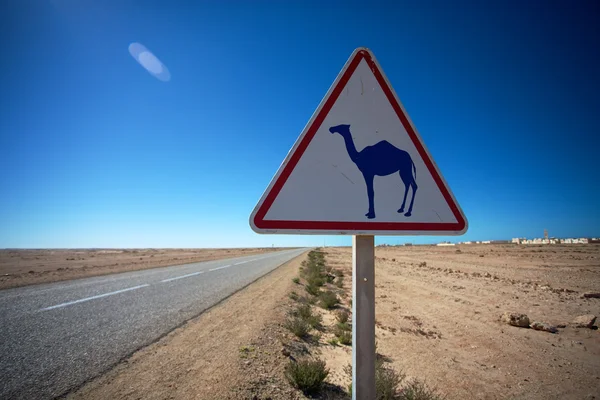 Camel Crossing Sign — Stock Photo, Image