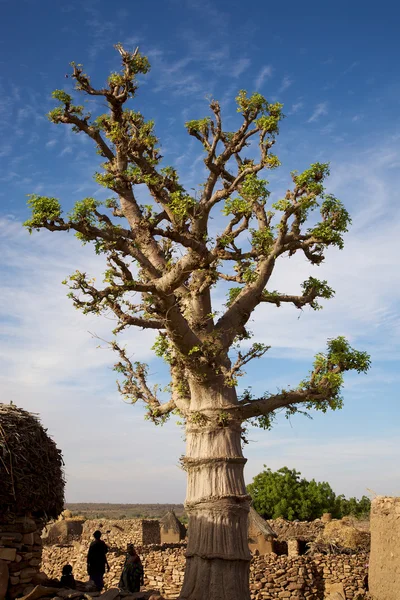 Baobab in terra Dogon — Foto Stock