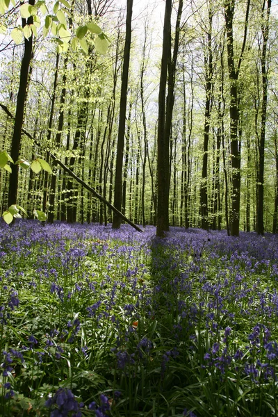 stock image Bluebell forest