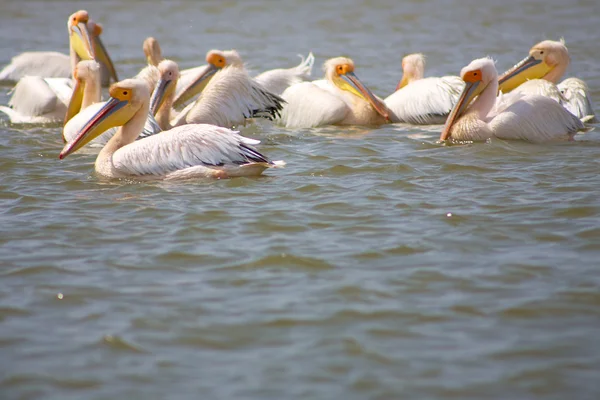 Pelicanos no Parque Nacional Djoudj — Fotografia de Stock