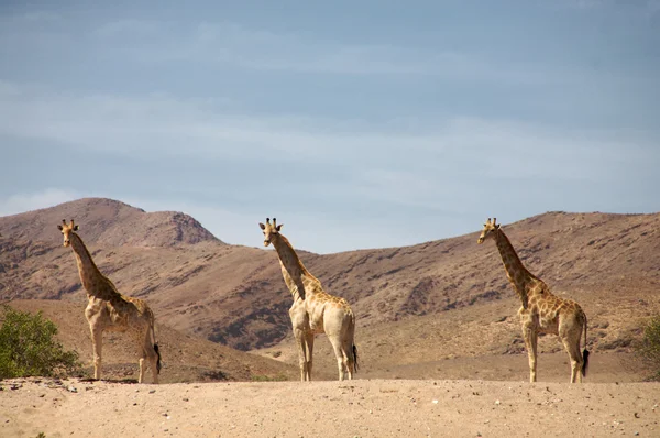 Giraffe in piedi — Foto Stock