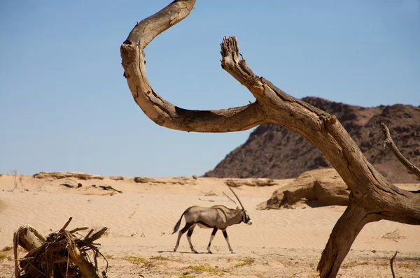 Gemsbok y la rama muerta — Foto de Stock