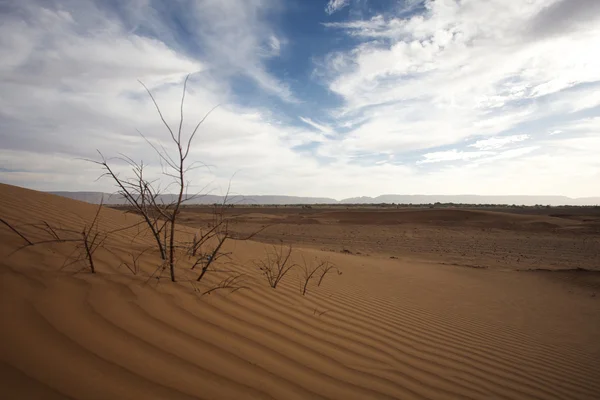 Majestosa paisagem de dunas — Fotografia de Stock