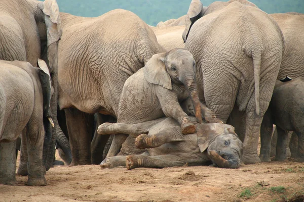 stock image Elephants in Addo Park