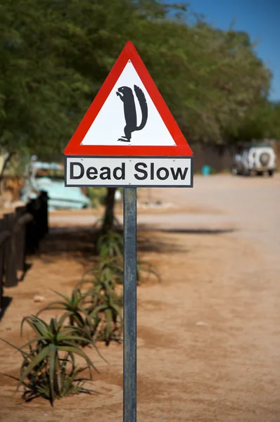 Rolig ekorre skylt i namibia - solitaire — Stockfoto