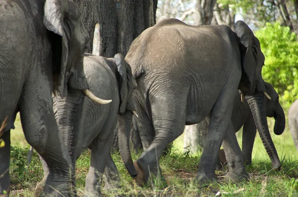 Skupina slonů v buši — Stock fotografie