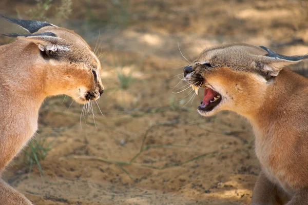 Caracals fighting — Stock Photo, Image
