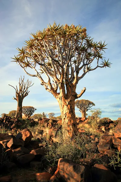 Quiver Tree Forest — Stockfoto
