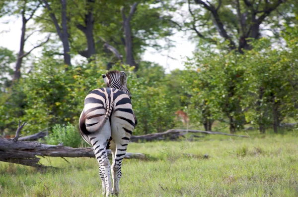 Зебра в Ботсване — стоковое фото