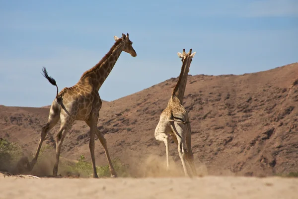 Жирафы бегут — стоковое фото