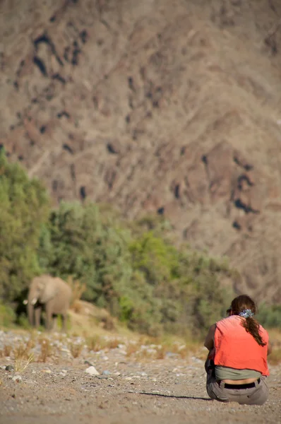 Vrouw observeren olifant — Stockfoto