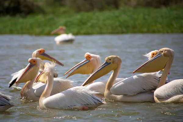 Pelikaner i nationalparken djoudj — Stockfoto